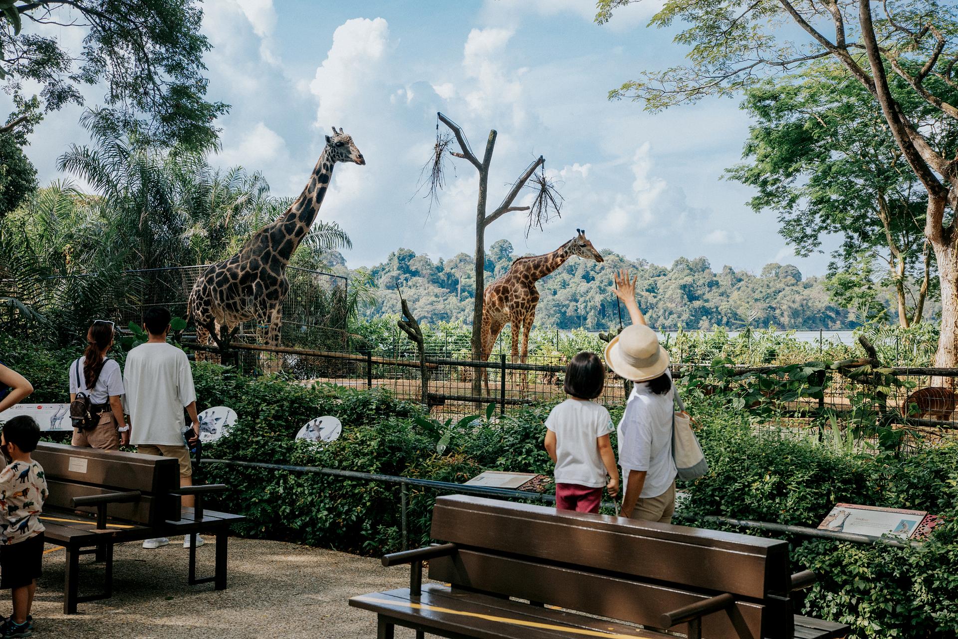 Singapore Zoo at Mandai Wildlife Reserve 